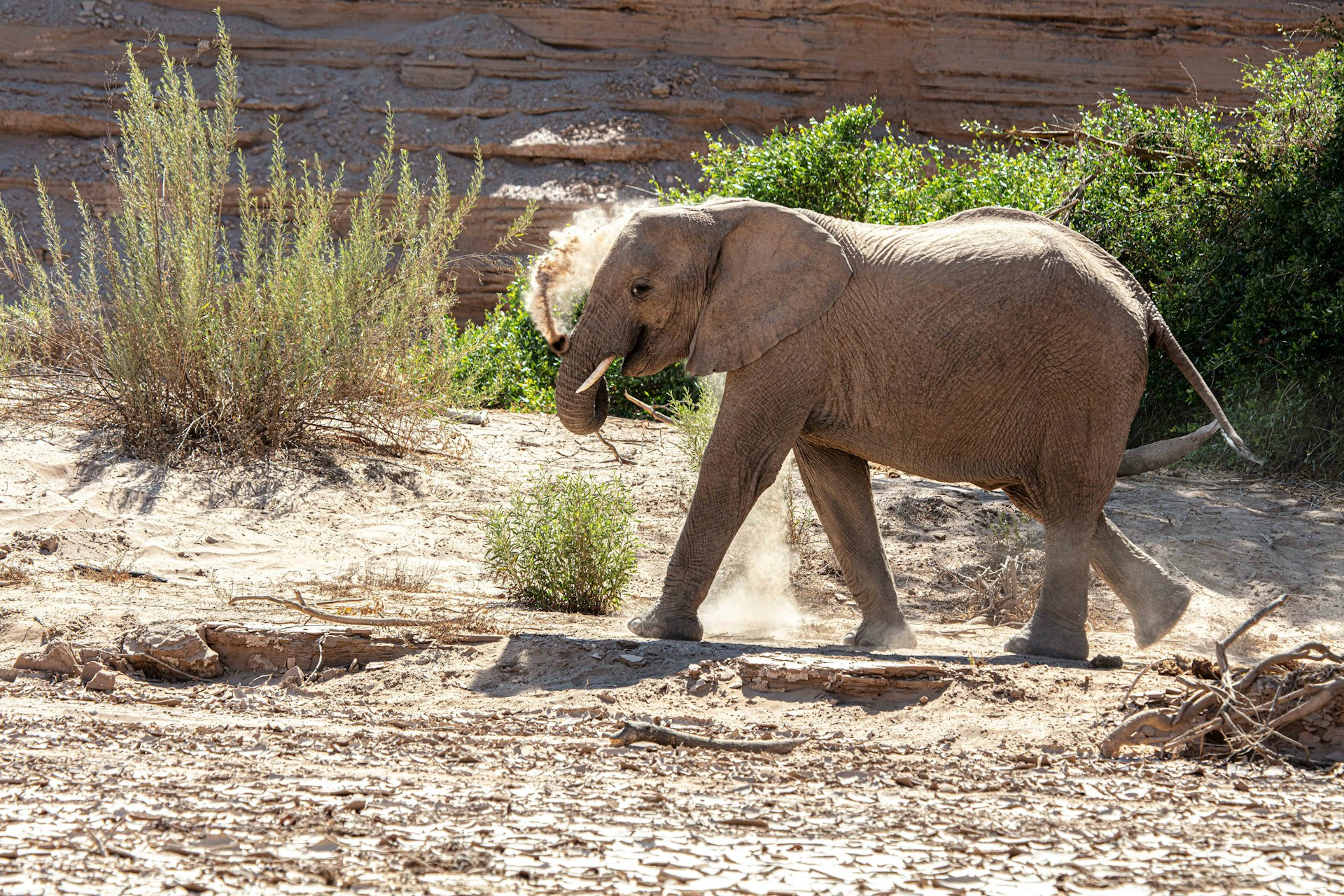 grey elephant